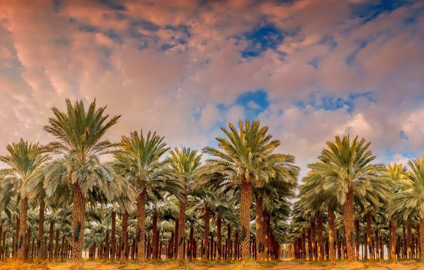 Saudi Arabia Agriculture